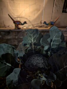Broccoli Growing in the Garden.